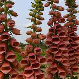 foxglove_polkadot_polly_