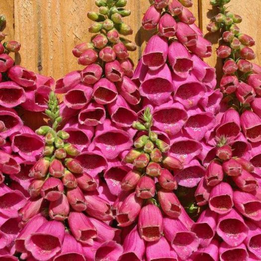 foxglove_polkadot_princess_3