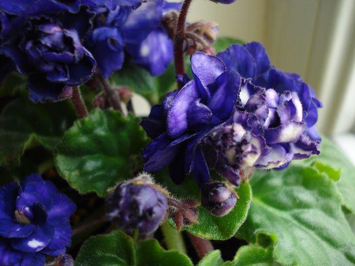 DSC05595 - Pat Tracey