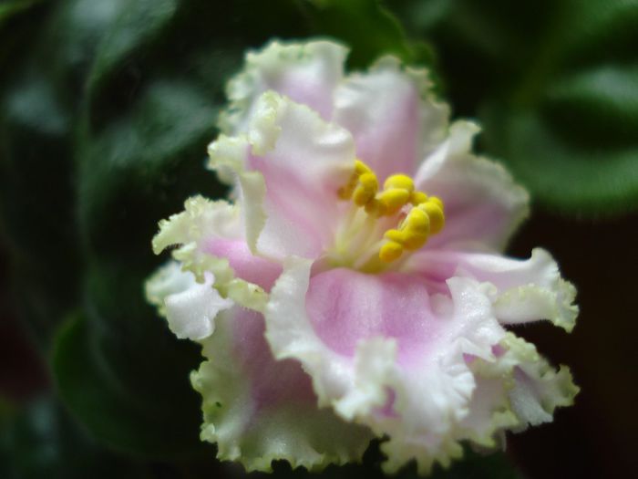 DSC05599 - Winter Smile