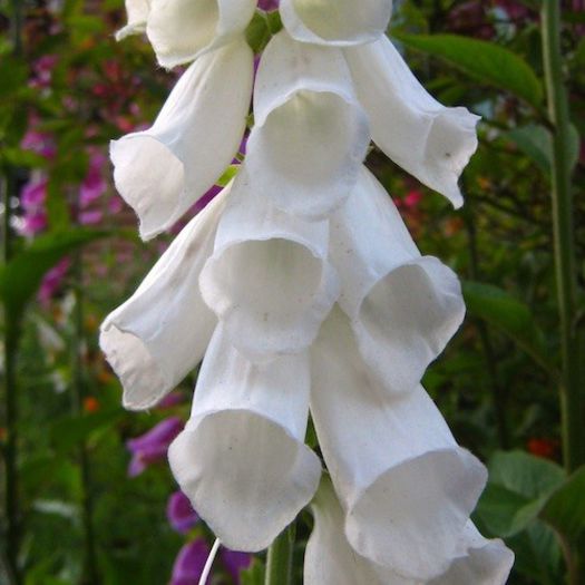 foxglove_snow_thimble_pop-up