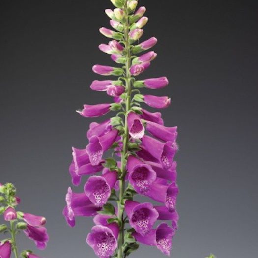 foxglove_virtuoso_red_3 - 2014-2016 dorinte o parte iar cealalta de vizionat