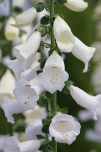 foxglove_virtuoso_white_2