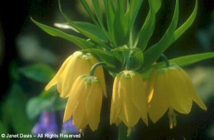 Fritillaria%20imperialis%20