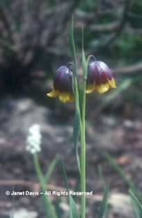 Fritillaria%20michailovskyi - 2014-2016 dorinte o parte iar cealalta de vizionat