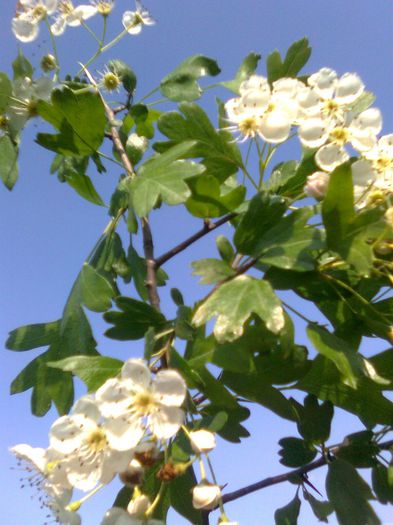 Flori de paducel - Recunoasterea arborilor dupa flori