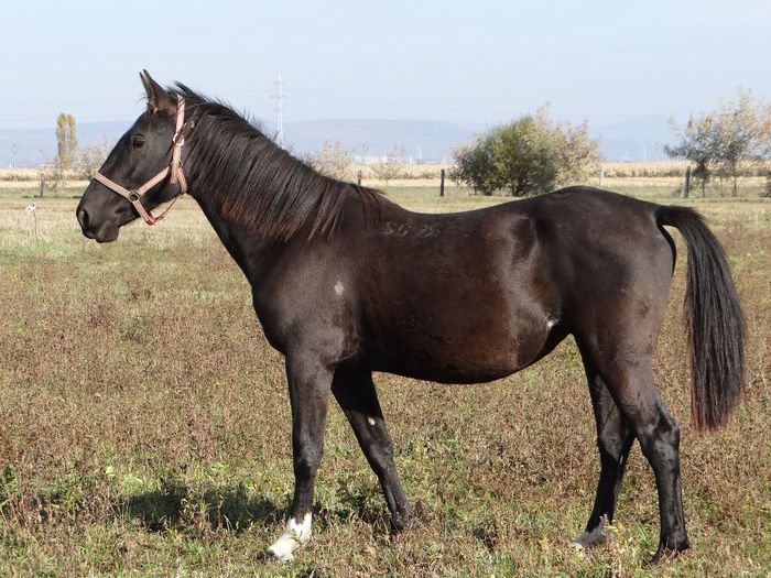 4. Samba SOLD - Horses for sale