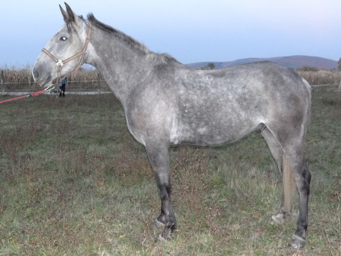 5. Negro - Horses for sale