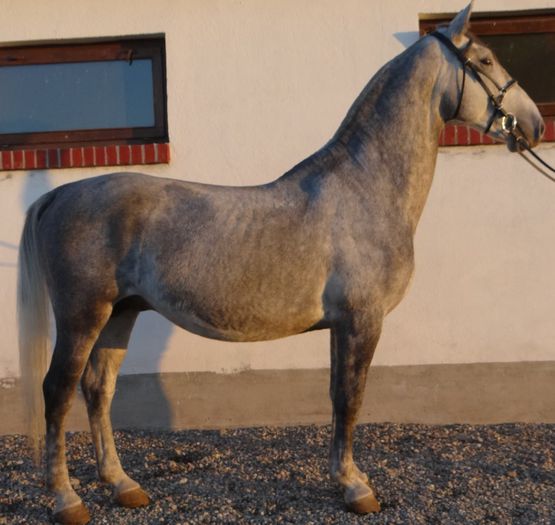 6. Szadam - Horses for sale