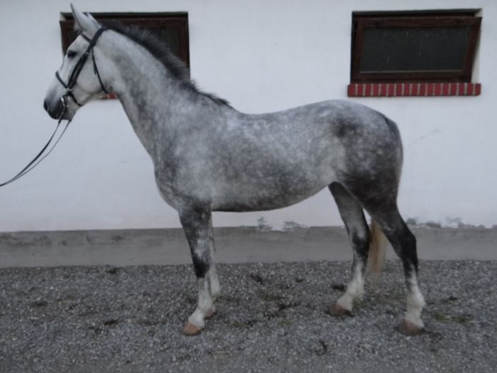 9. Szena - Horses for sale