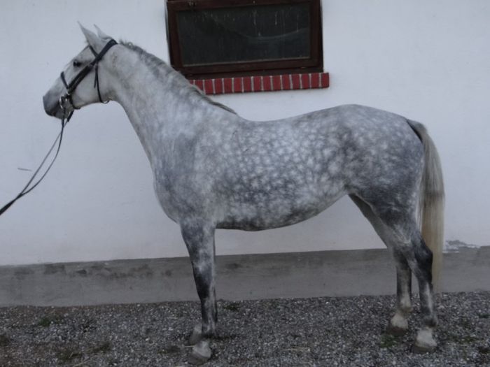 10. Maros - Horses for sale