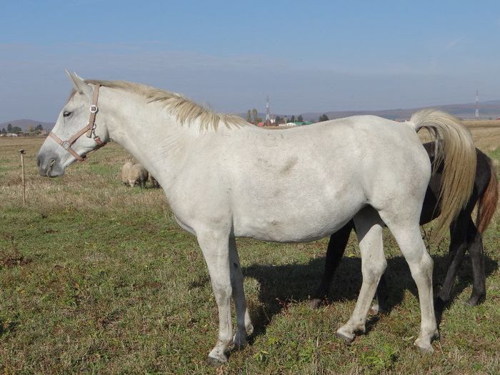 12. Mese - Horses for sale