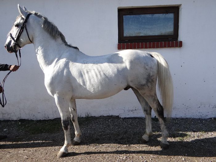 13. Szolo - Horses for sale