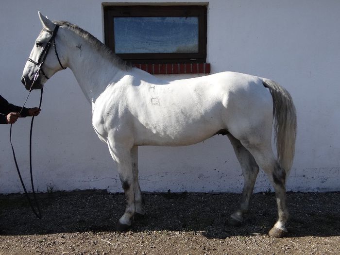 14. Miska - Horses for sale