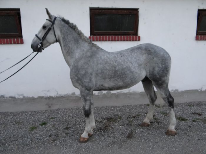 15. Szasha - Horses for sale