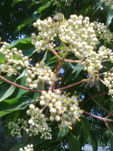 Inflorescenta de evodia - Recunoasterea arborilor dupa flori