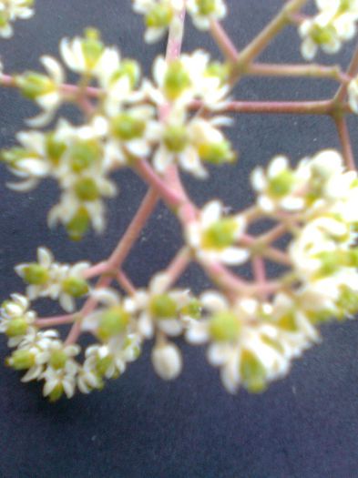 Floare masculina de evodia - Recunoasterea arborilor dupa flori