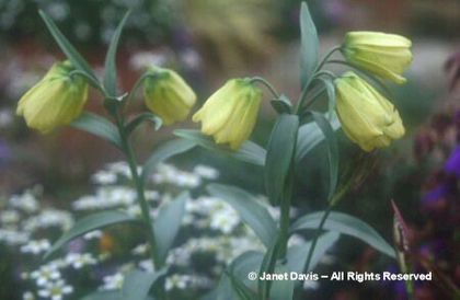 Fritillaria%20pallidiflora