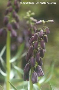 fritilaria piersica gasit