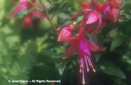 Fuchsia%20