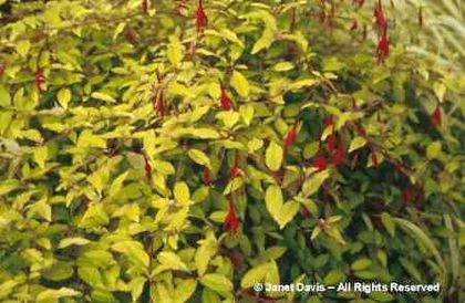 Fuchsia%20magellanica%20