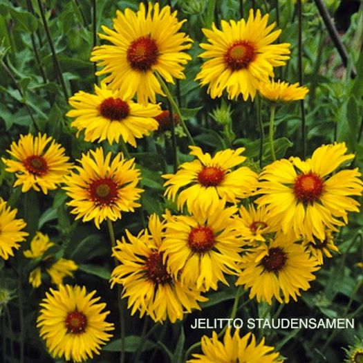 gaillardia_amber_wheels_33 - 2014-2016 dorinte o parte iar cealalta de vizionat