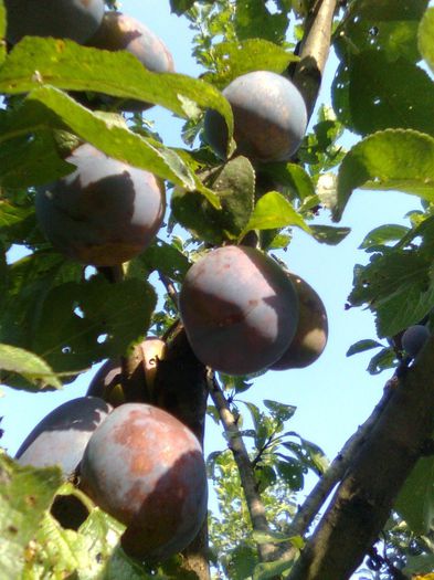 Prune - Recunoasterea arborilor dupa fructe