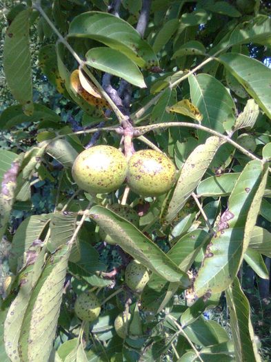 Nuci verzi - Recunoasterea arborilor dupa fructe
