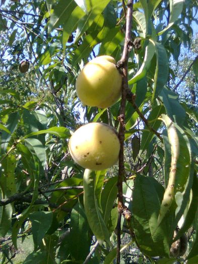 Piersici - Recunoasterea arborilor dupa fructe