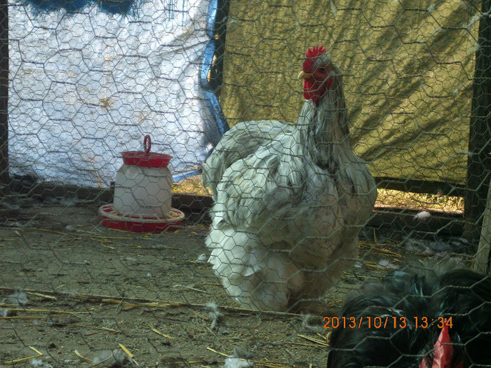 IMG_1022 - TINERET 2013 2