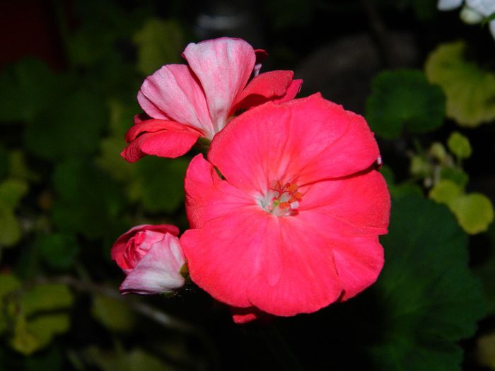 DSCN3901