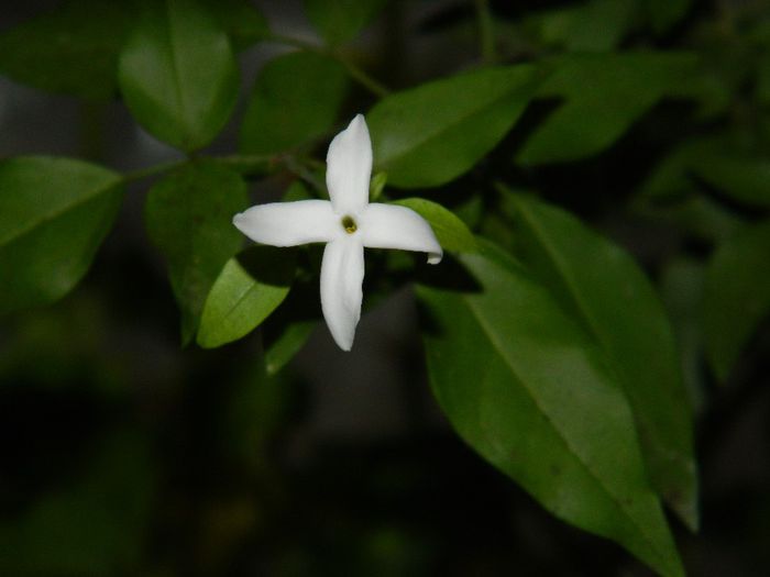 DSCN3906