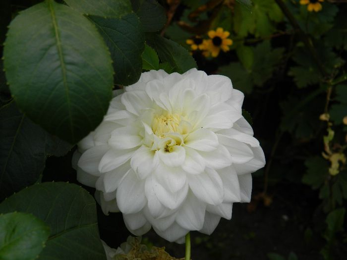 DSCN3927