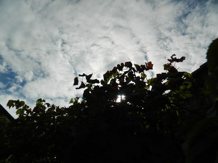DSCN3936