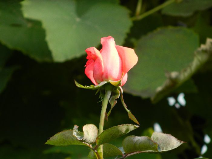 DSCN3940