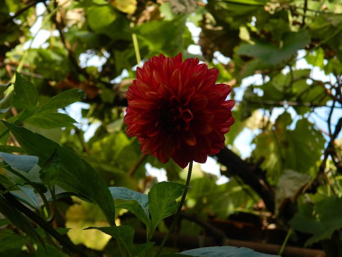 DSCN3959