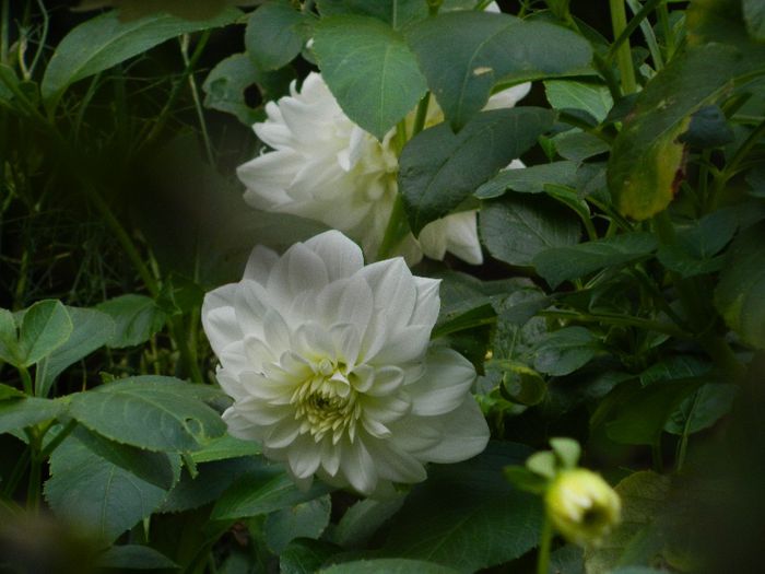 DSCN3968