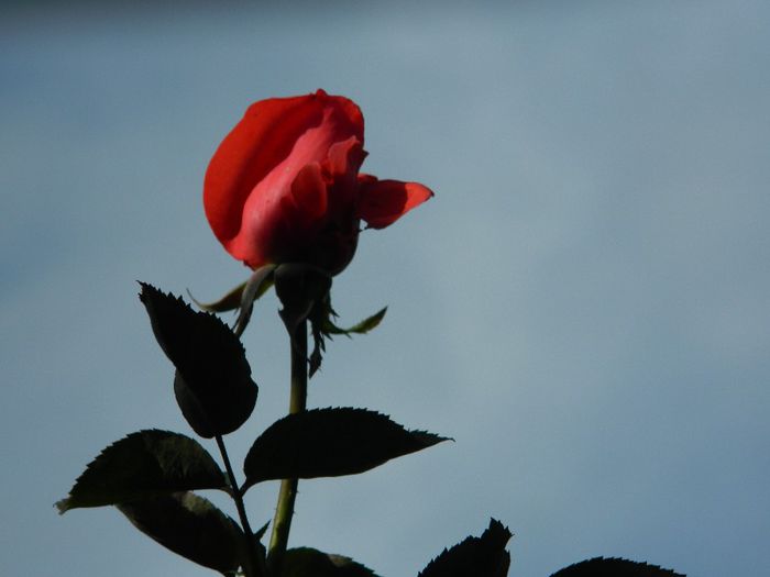 DSCN3971