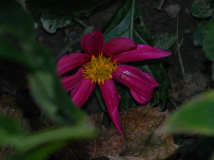 DSCN3987