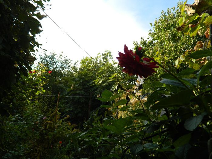 DSCN4105