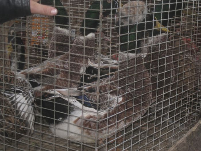 IMG_2534 - Monor 13-10-2013