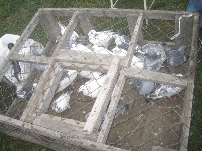 IMG_2536 - Monor 13-10-2013