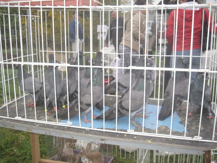 IMG_2538 - Monor 13-10-2013