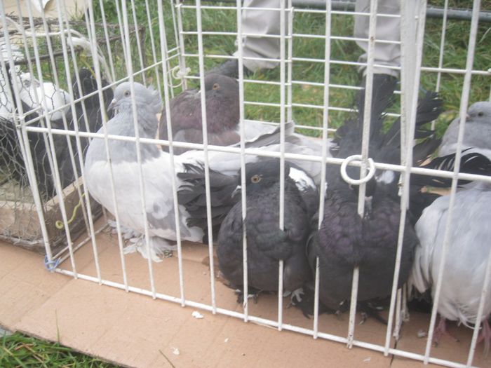 IMG_2541 - Monor 13-10-2013