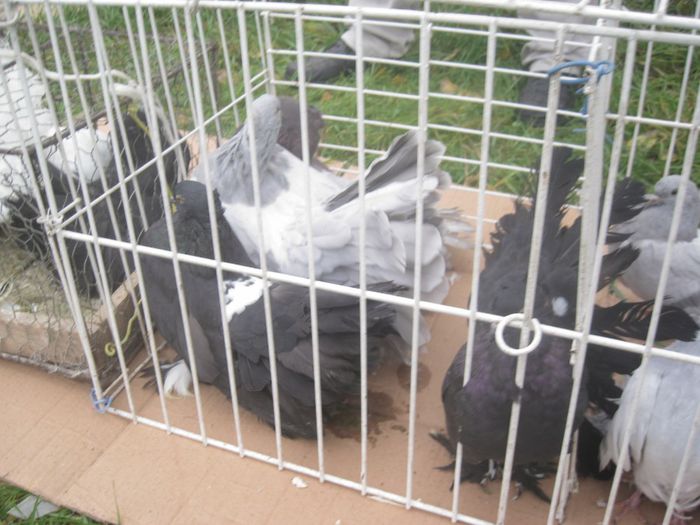 IMG_2542 - Monor 13-10-2013