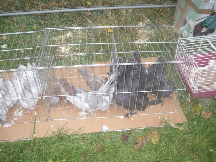 IMG_2544 - Monor 13-10-2013