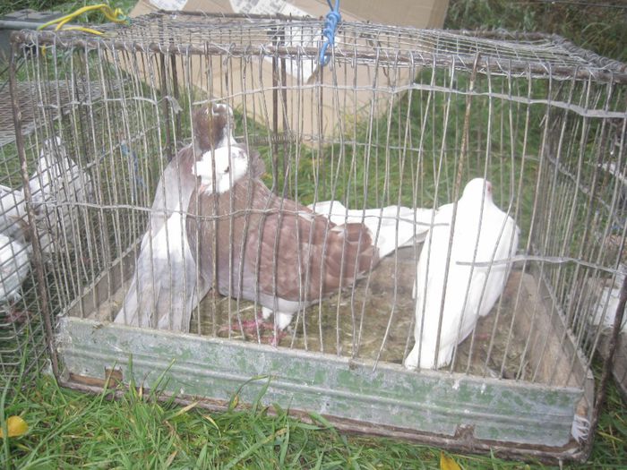 IMG_2546 - Monor 13-10-2013