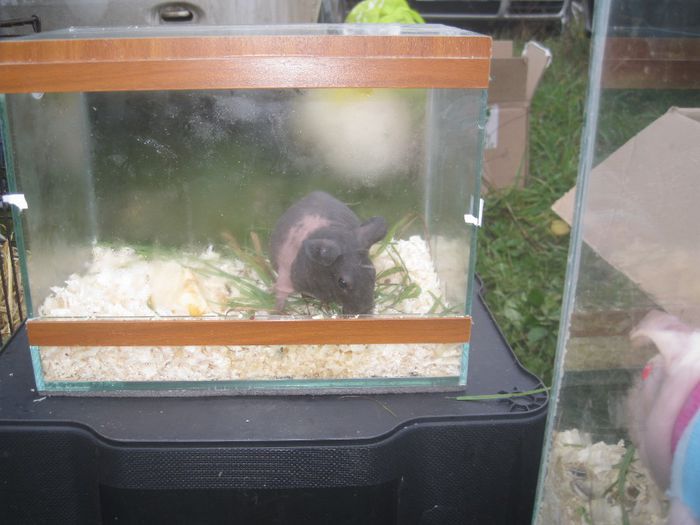 IMG_2549 - Monor 13-10-2013