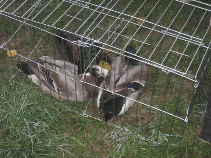 IMG_2556 - Monor 13-10-2013