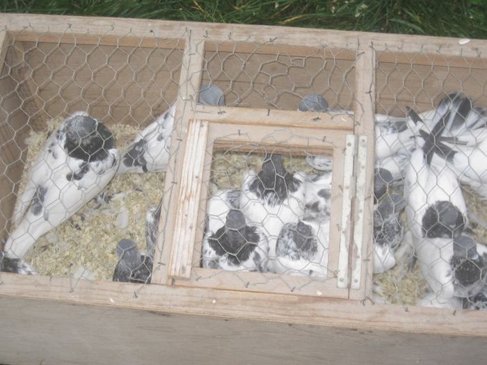 IMG_2558 - Monor 13-10-2013